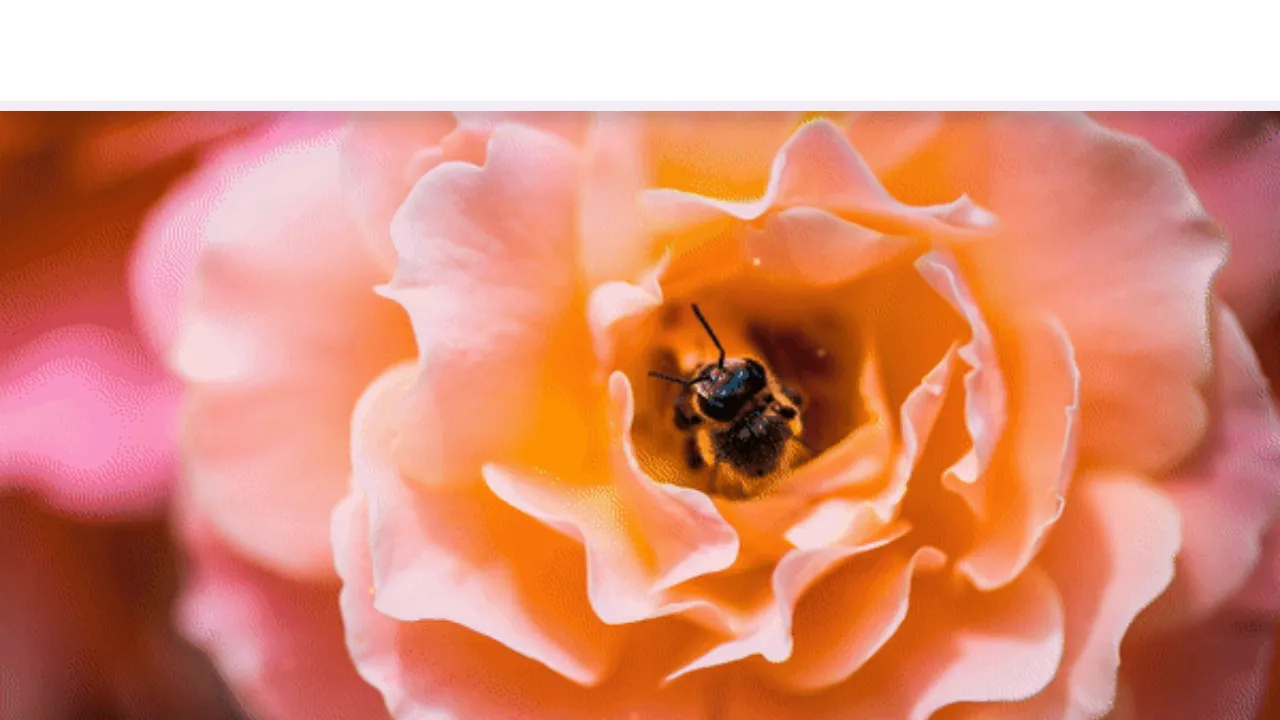 Screenshot of LEIRA Digital